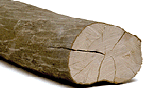 Haagbeuk Haagbeuk